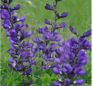 indigo plants for Everything About Denim and Jeans Part 3 : Indigo Magic: The Science and Significance of Dyeing Denim
