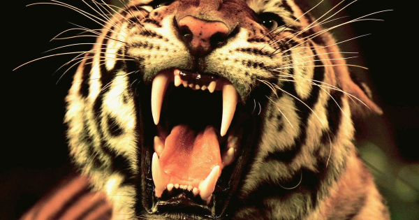 Tiger ripped jeans! width=410 height=150 